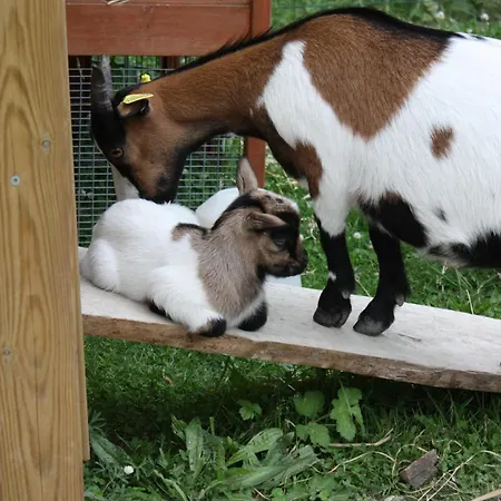 Camping Paradis Le Royon 4*