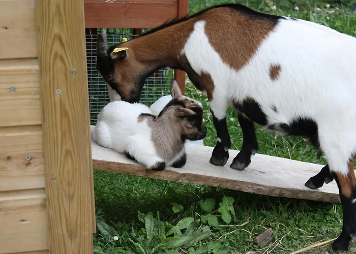 Kemping Paradis Le Royon 4*